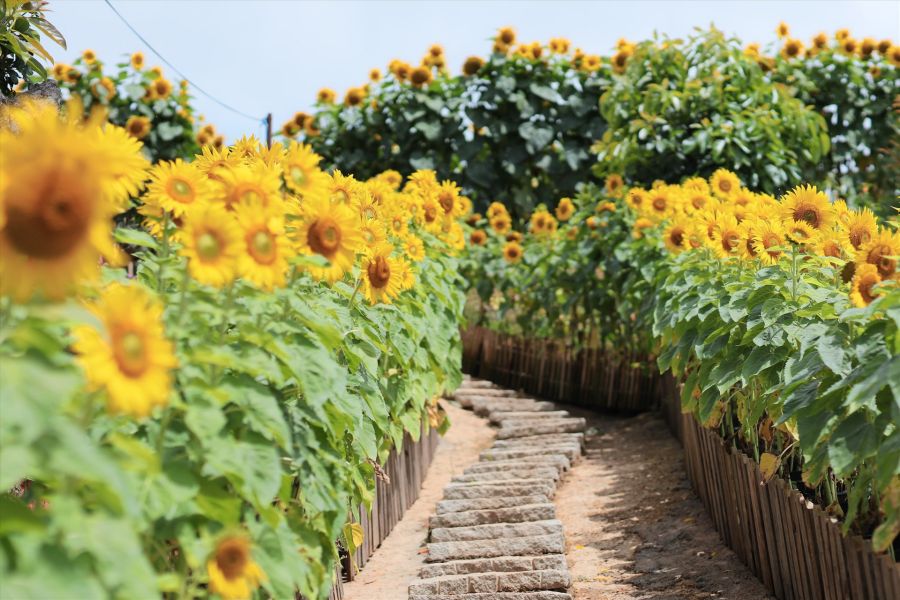 Da Lat in Fall with Sun flower