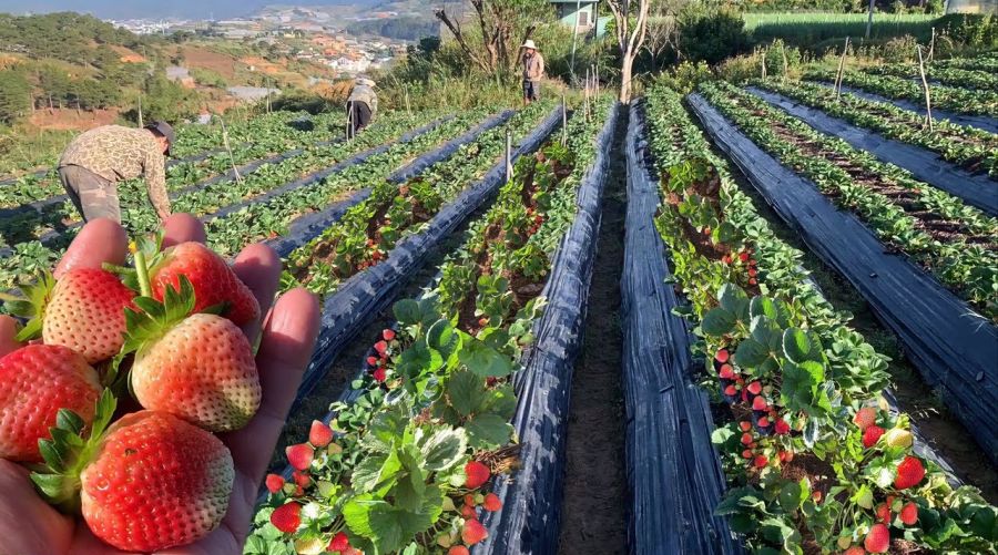 Da Lat in winter - Strawberry harvest season