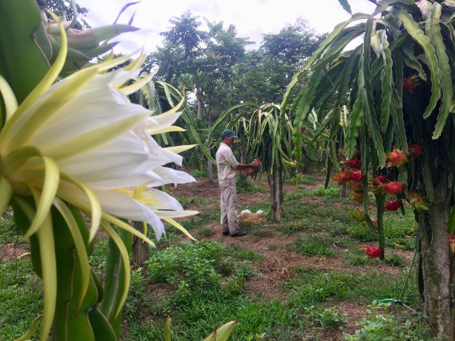 Luong Son Dragon Fruit Orchards