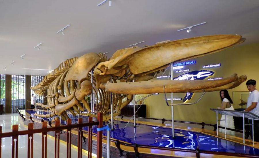 The National Oceanographic Museum Of Vietnam