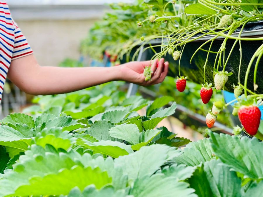 Try Strawberry Picking At Local Farms