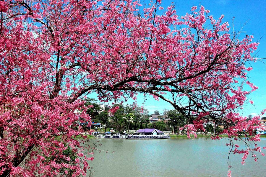 Xuan Huong Lake in spring