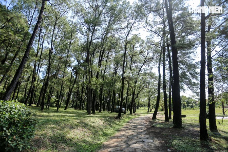 Stroll Through The Pine Forest in Water Park Hue