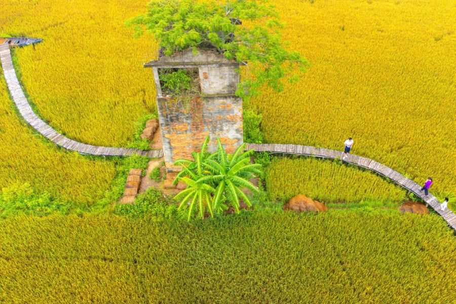 The Magical Beauty Of Golden Rice Fields