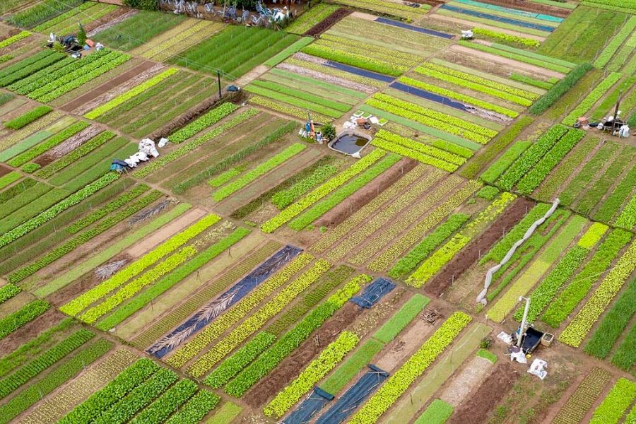 Tra Que Vegetable Village in hoi an (2)