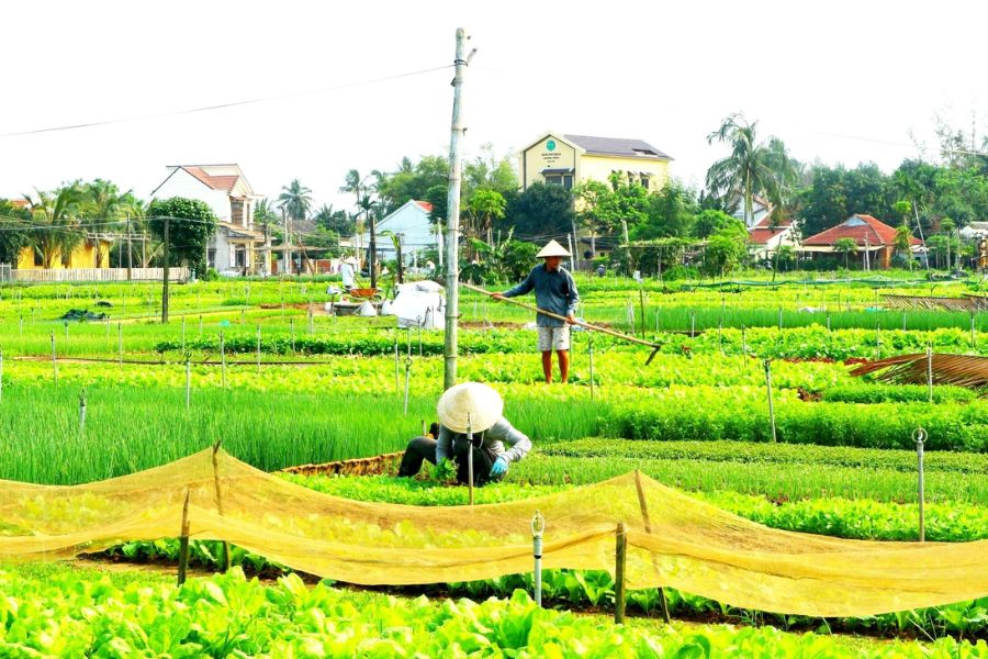 Tra Que Vegetable Village in hoi an