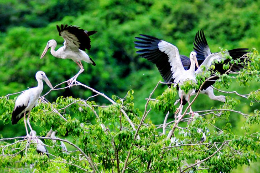 birds in Thung nham bird park