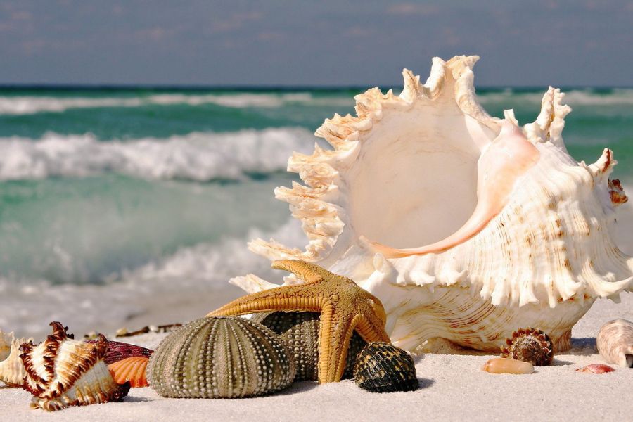 collect shell on seashore