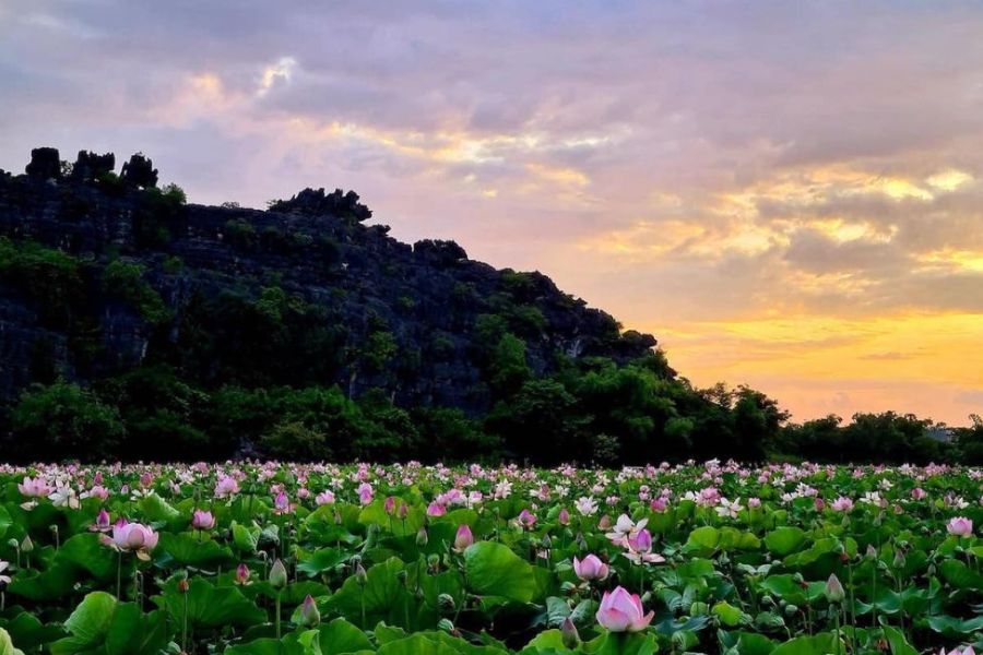 lotus in mua cave ninh binh in july