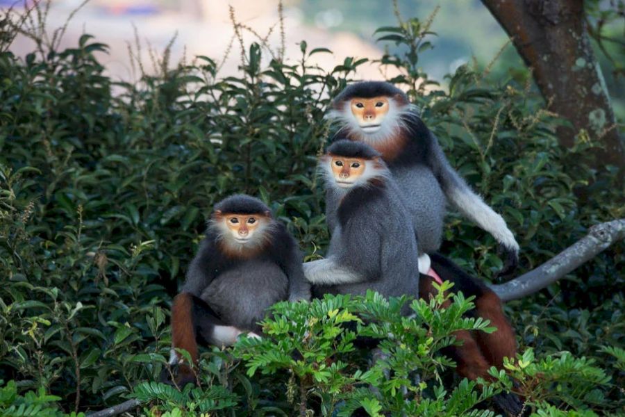 mountain monkey in Son Tra Nature Reserve