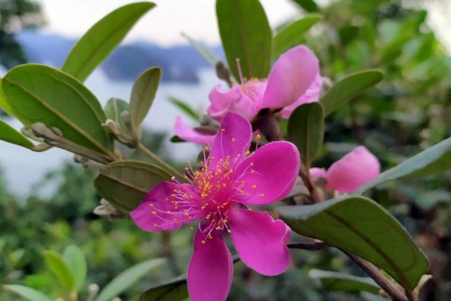 sim flower in Soi Sim Island, halong bay