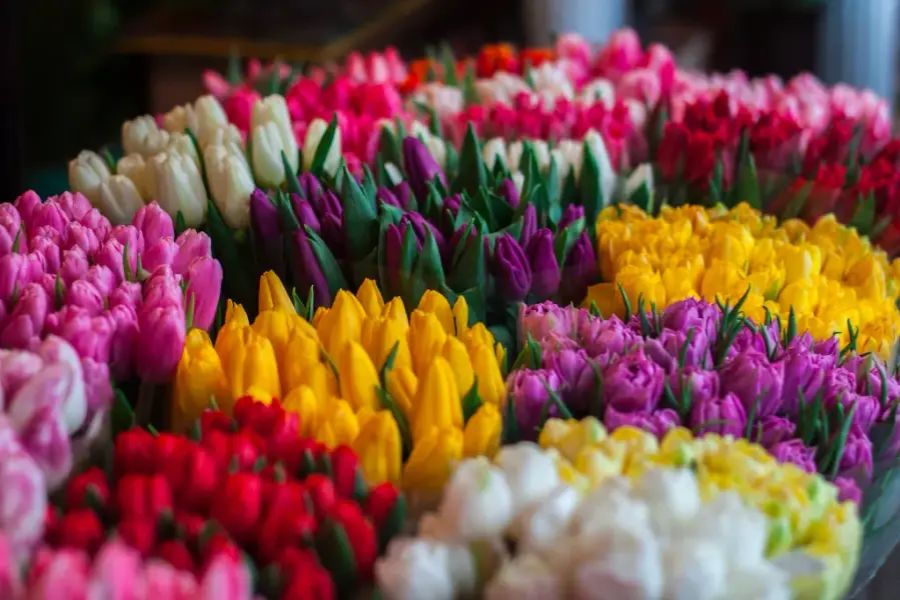 tulips on Quang Ba Flower Market