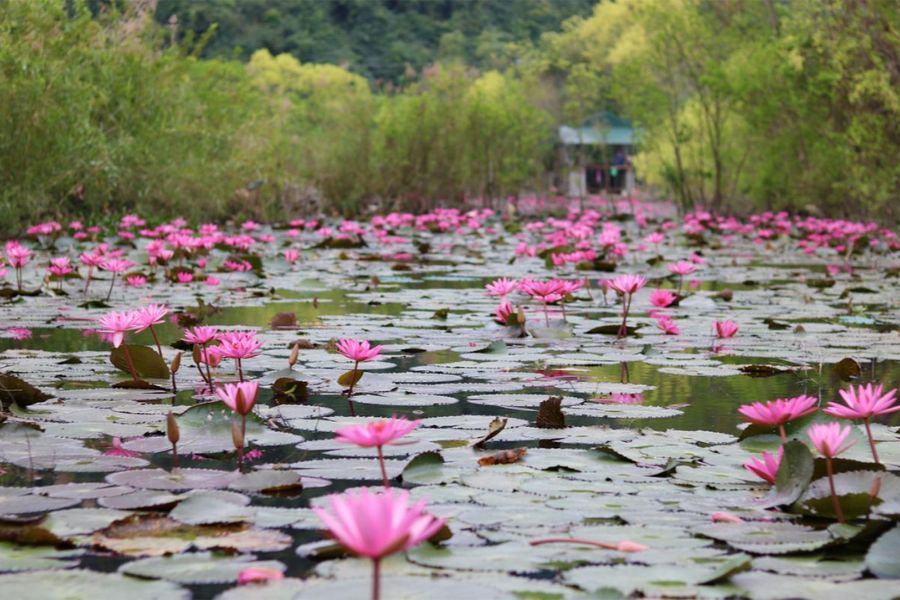 water lily in ninh binh in july