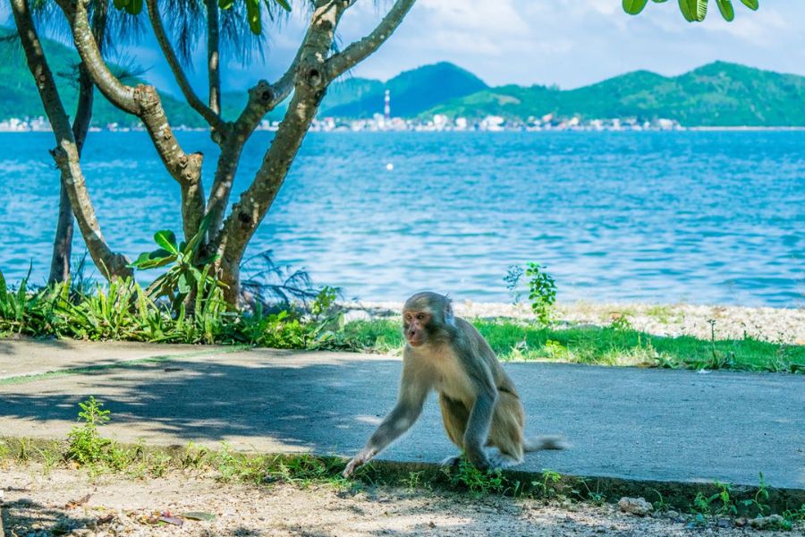 Unveil Monkey Island in nha trang