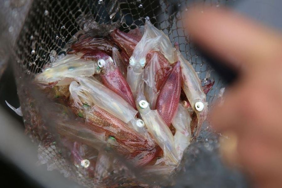 fresh seafood in binh minh beach