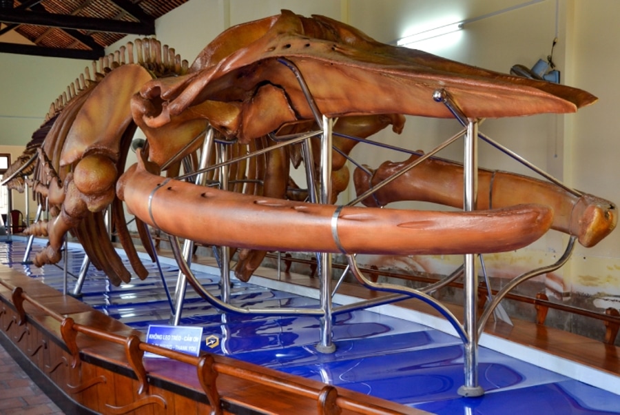 Admire The Giant Whale Skeletons