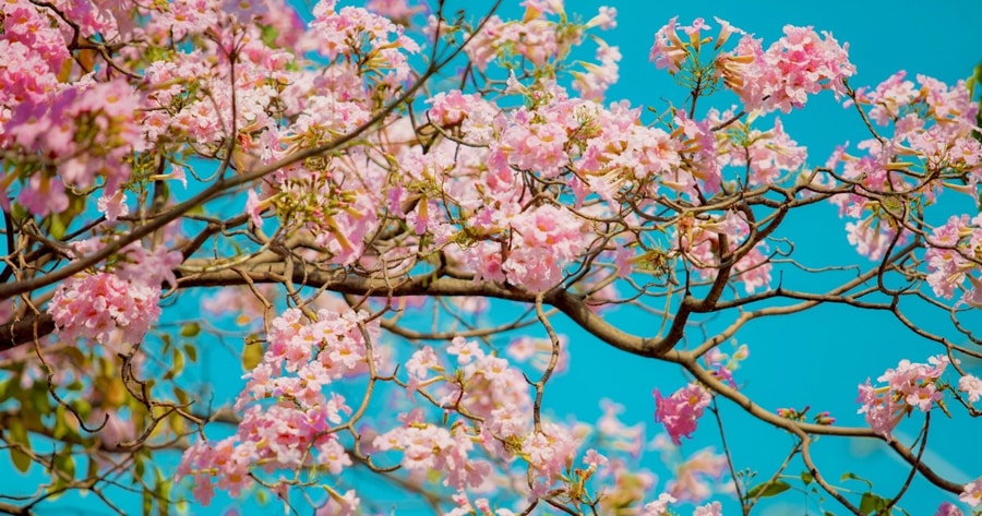 Admire The Pink Trumpet Trees in ho chi minh in march