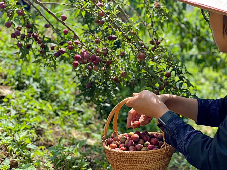 Enjoy Various Types Of Seasonal Fruits