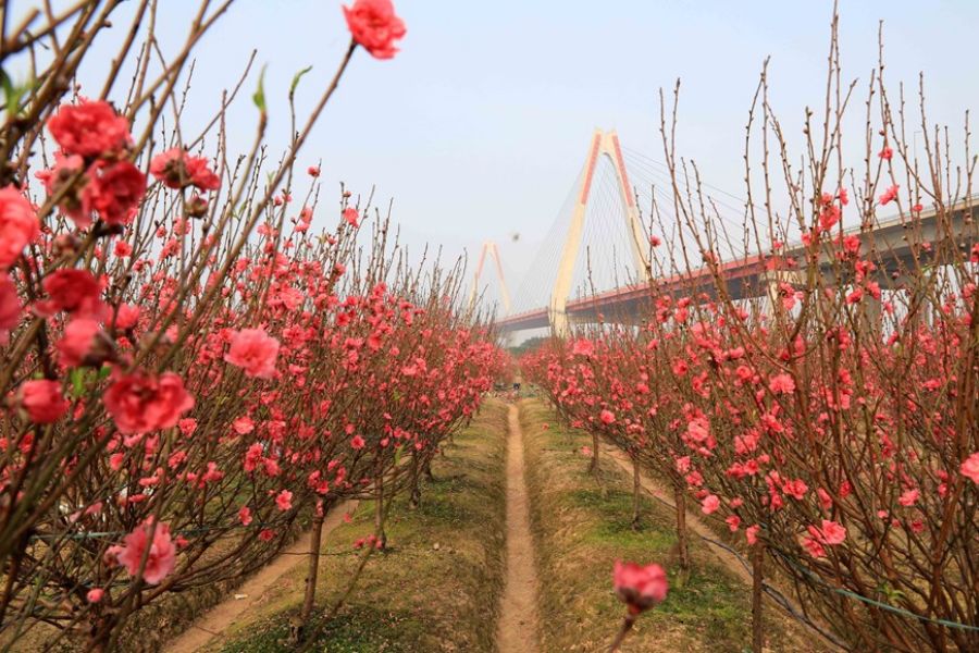 Explore Tet Flower Markets And Blooming Gardens