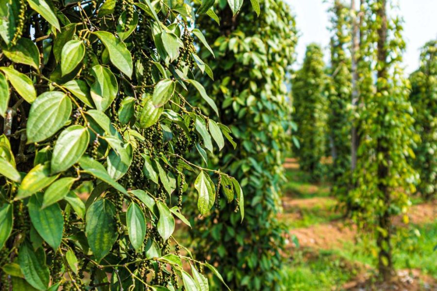 Explore The Pepper Farms Of Phu Quoc