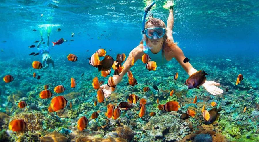 Go Snorkeling Or Diving Among Coral Reefs