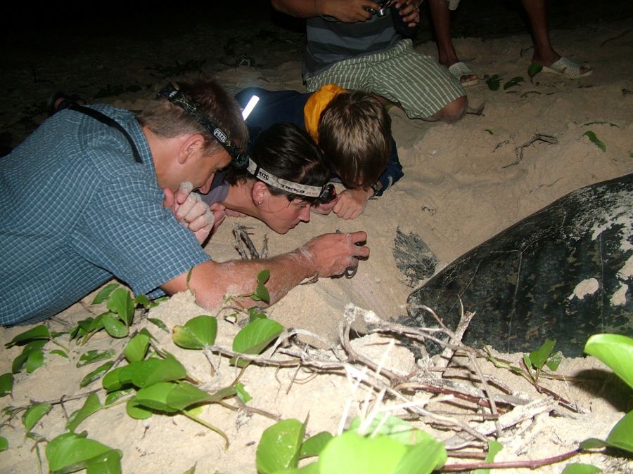 Join A Night Tour To See Sea Turtles Nesting
