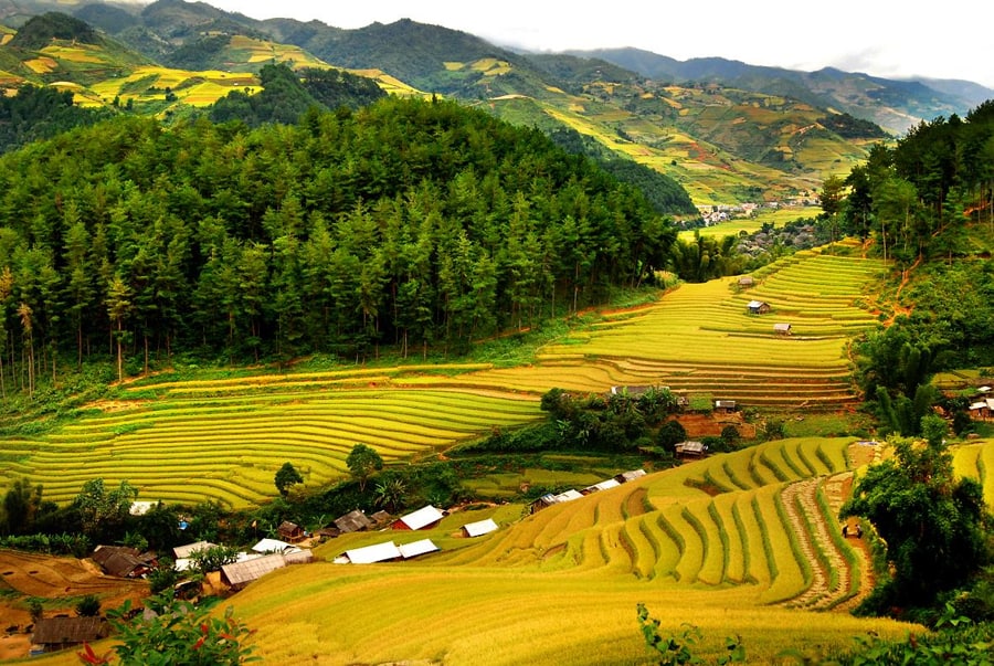 golden rice field in mai chau