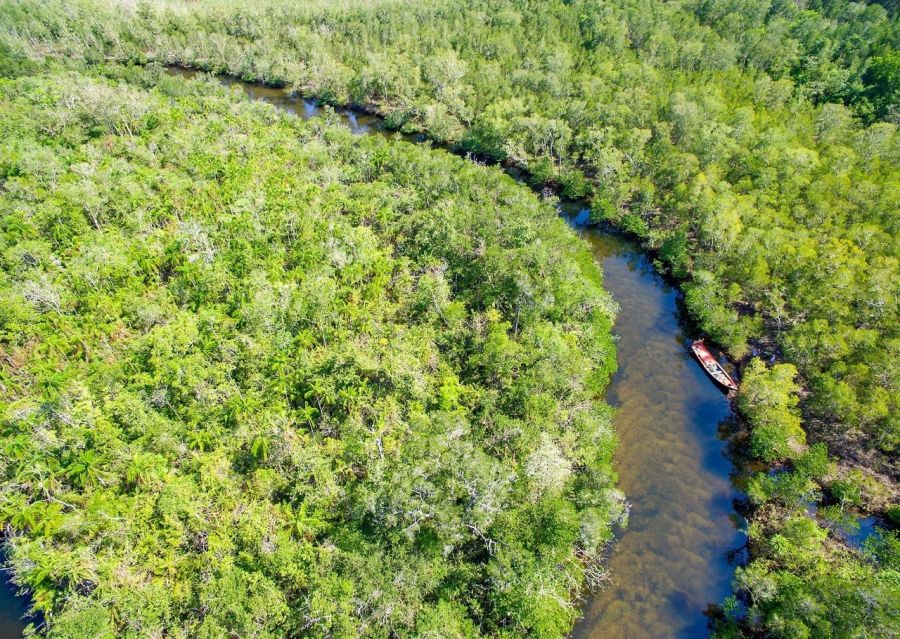 Mangrove Forest Ecosystem