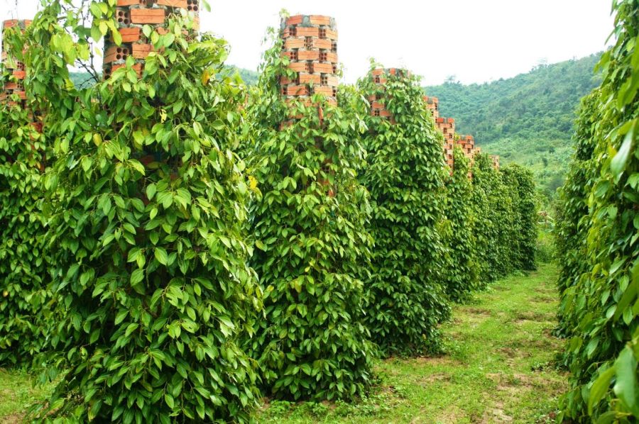 Explore A Lush Pepper Farm