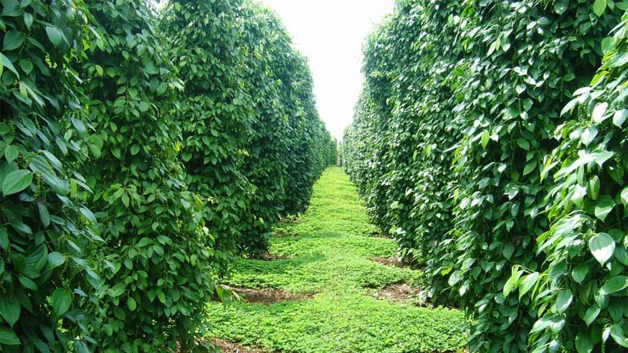 Khu Tuong Pepper Garden