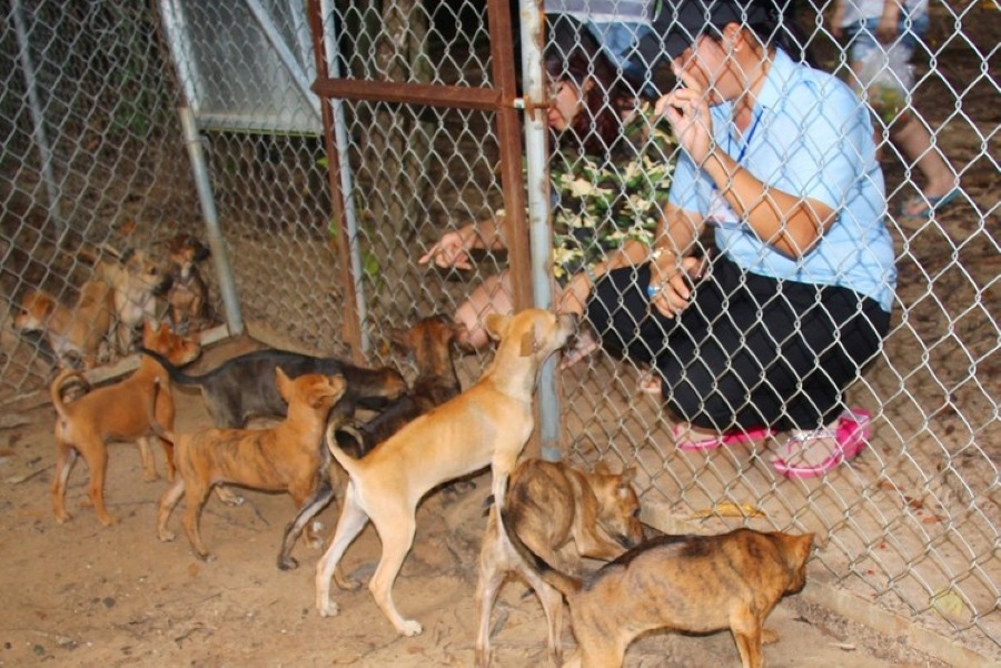 Phu Quoc Dog Farm