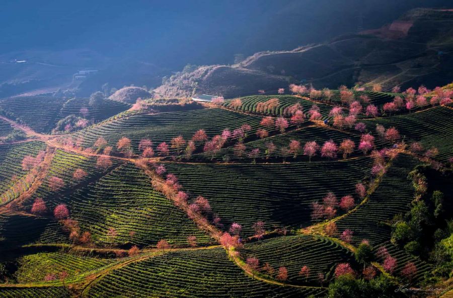 Plan A Quick Trip To Sapa Or Ha Giang To Enjoy Snow and Festivals