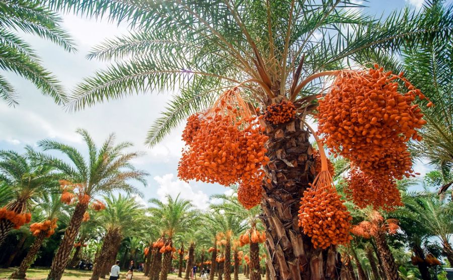 Sa Dec Date Palm Garden