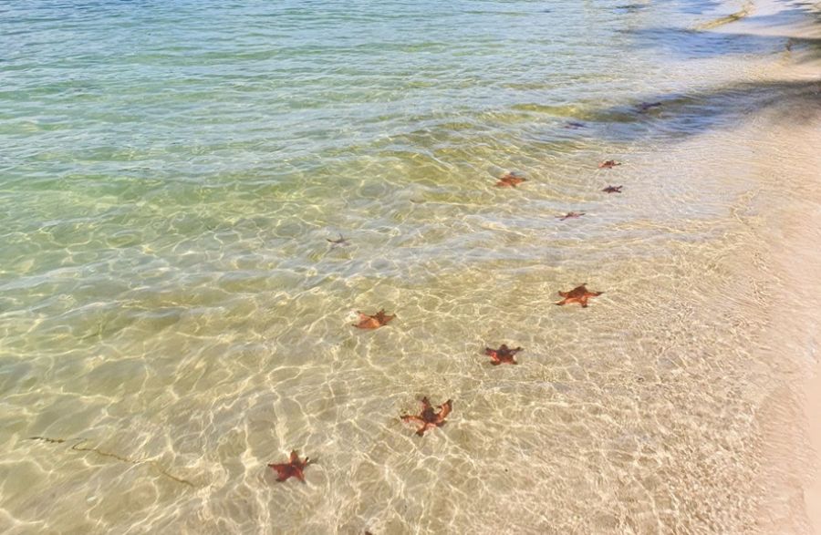 Starfish Kingdom