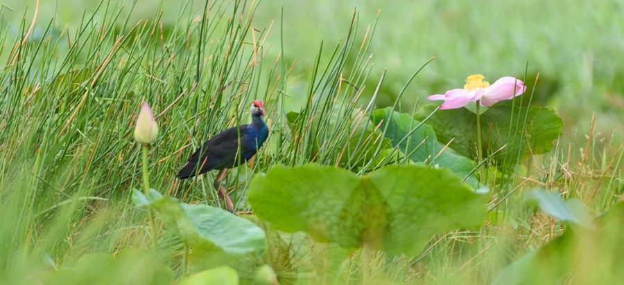 Tram Chim National Park 2