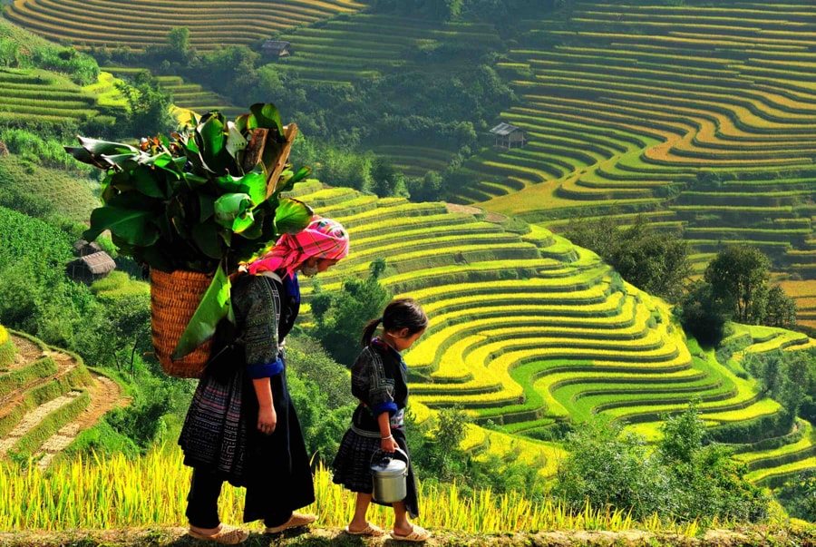 lao cai province