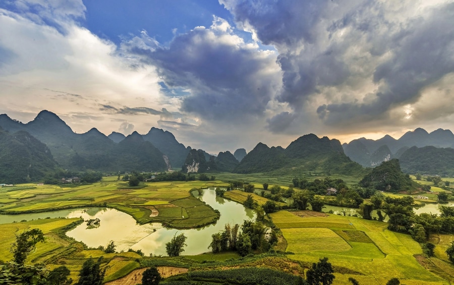 rice field in cao bang 