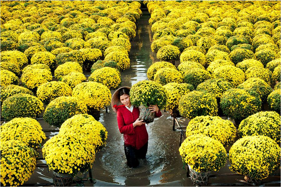 Walking Through the Flower Fields