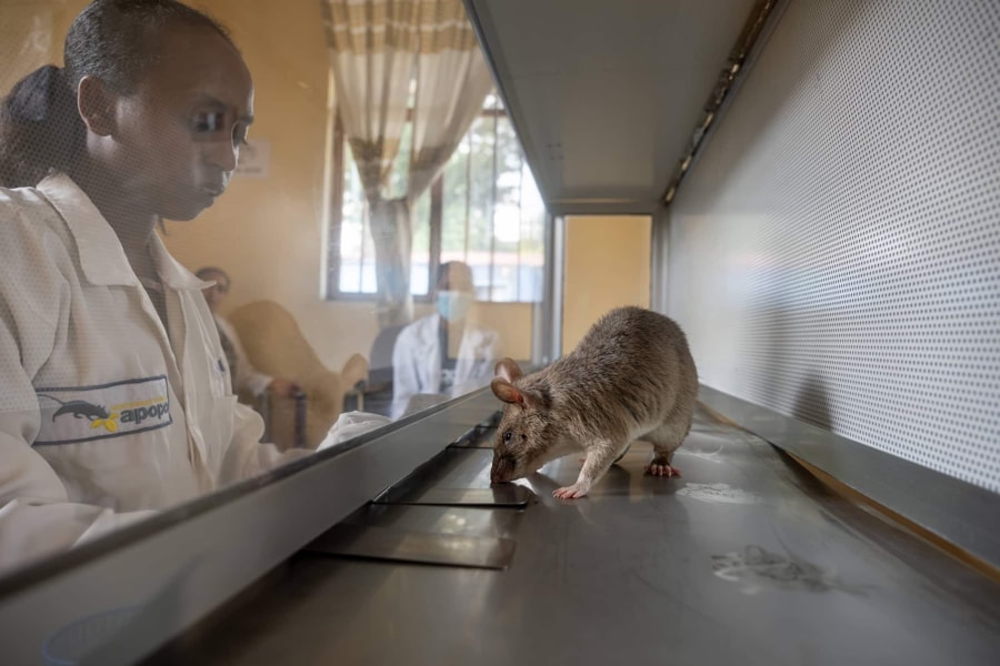 APOPO trains rats to Detect Tuberculosis