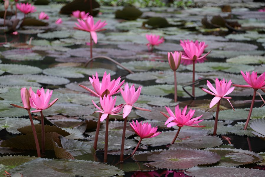 Admire The Purple Water Lily Season