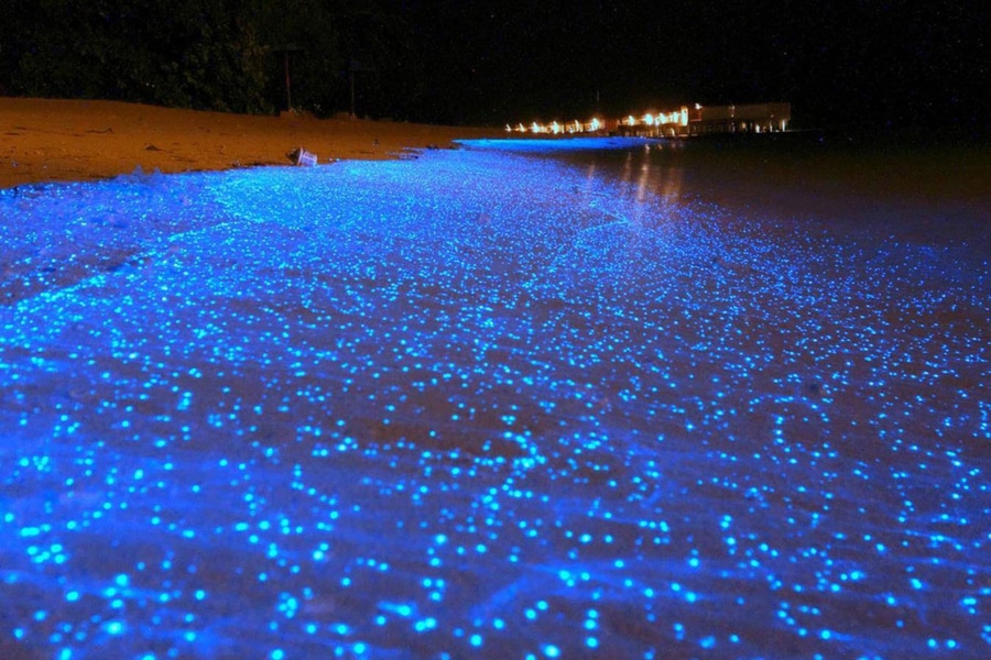 Bioluminescent Plankton Swimming at Night