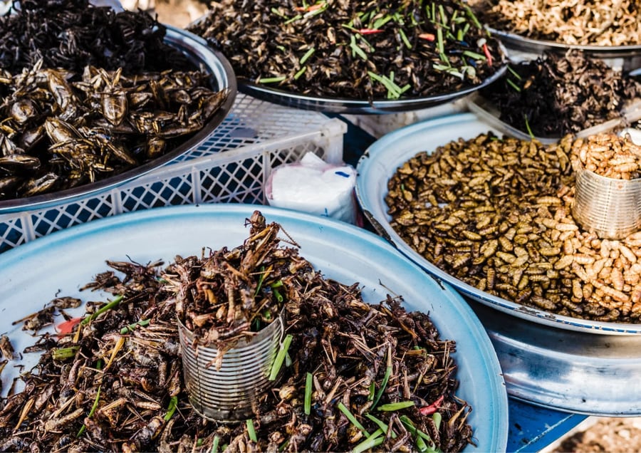 Cambodian Edible Insects