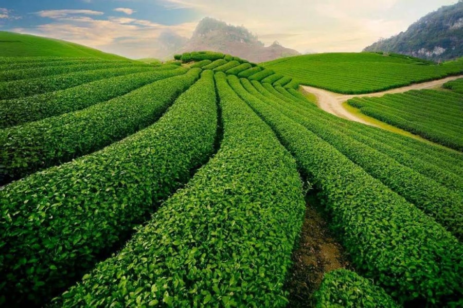 Cau Dat Endless Tea Fields