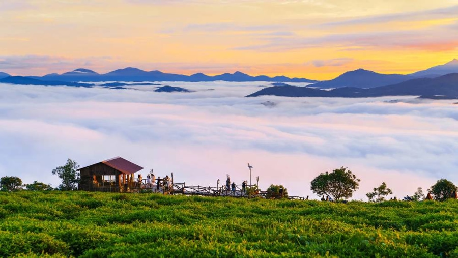 Cau Dat Tea Hill is a well-known tourist destination in Da Lat