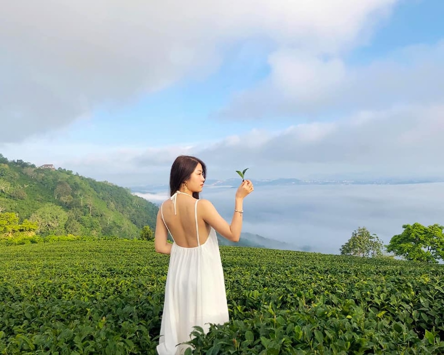 Cau Dat Tea Hill is open to visitors every day