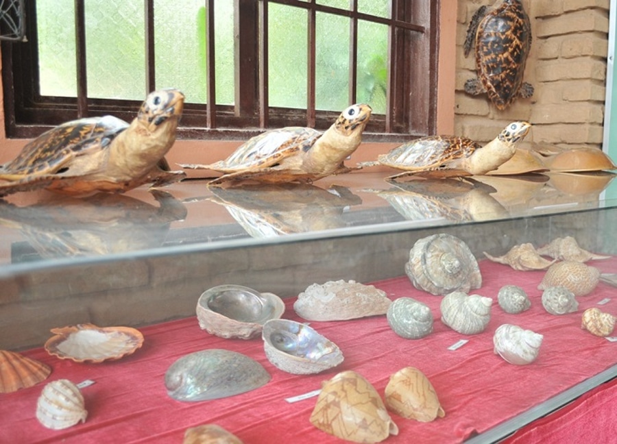 Discover Marine Fossils and Natural Artifacts