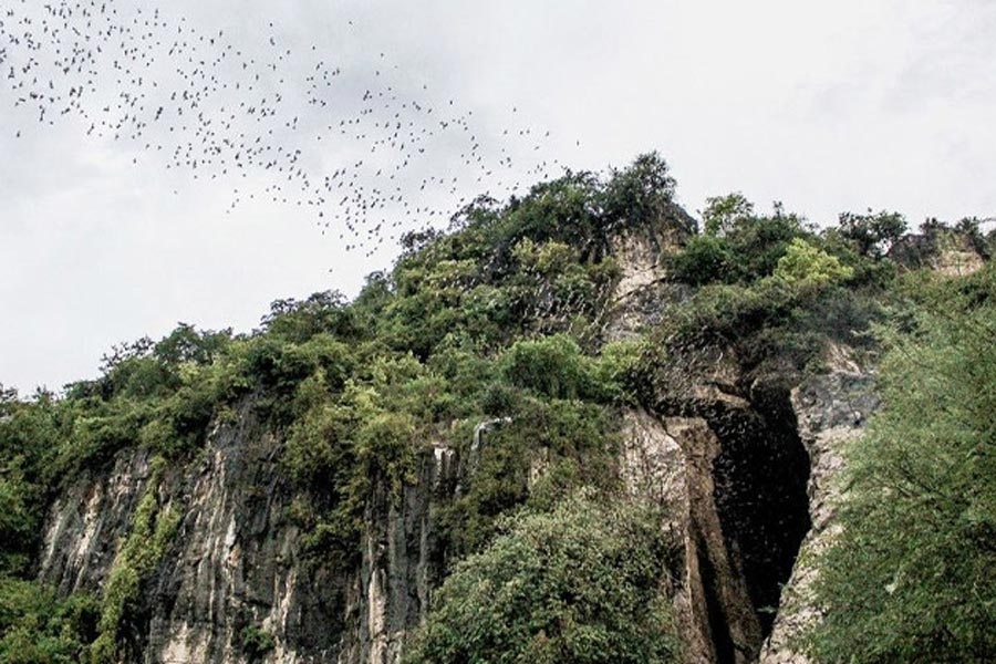 Discover The Bat Caves in Phnom Sampeau