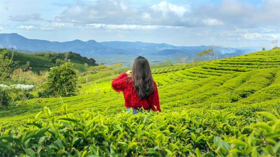 Endless Tea Plantations of Cau Dat Tea Hill