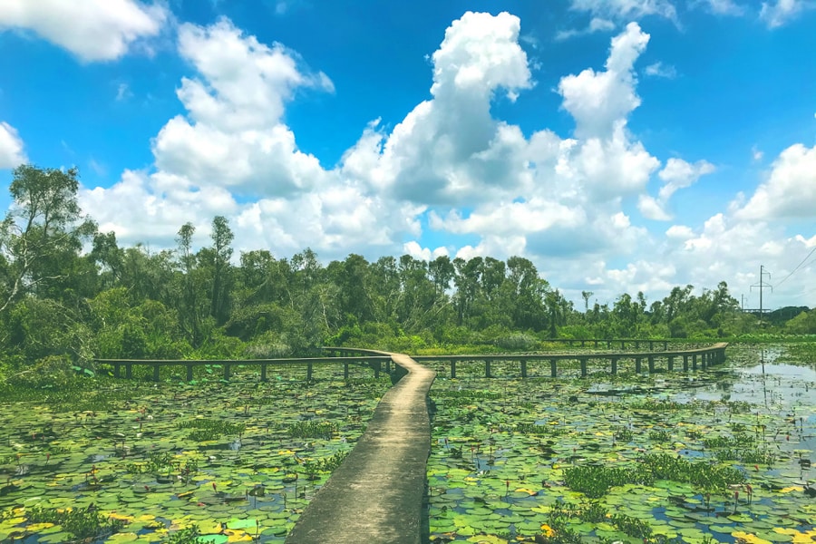 Floating Walkways And Wooden Paths