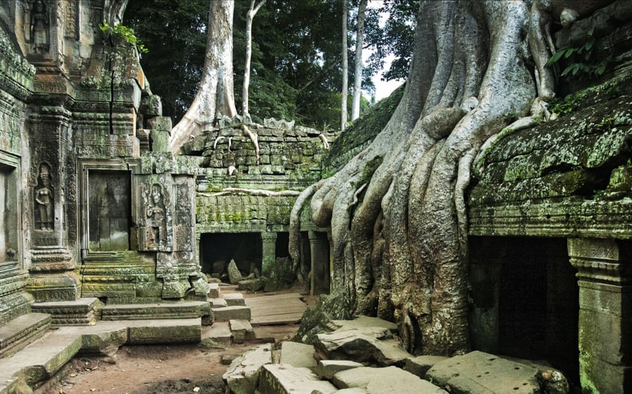 Giant Tree Roots in Ta Prohm